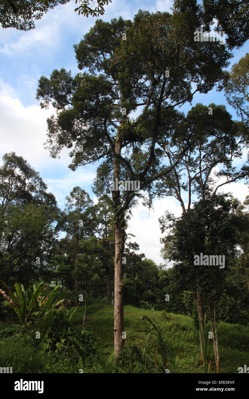 Tall Durian arbre sous le ciel bleu. Un durian est un gros fruit avec une forte odeur et une carapace dure, avec des épines. Banque D'Images