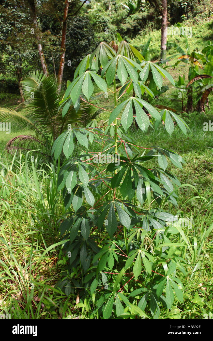 L'usine de manioc sauvage. Le manioc est un arbuste ligneux vivace qui pousse à partir d'un à trois mètres de hauteur. Banque D'Images
