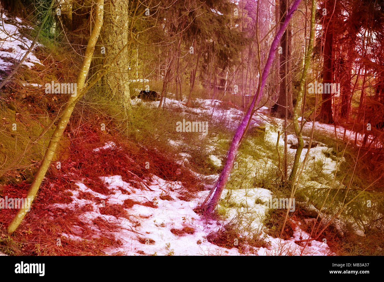 Paysage au thème de la fantaisie d'une forêt. Chaud magnifique rouge et jaune demandent des gens aventureux pour explorer la beauté de cette forêt. Banque D'Images