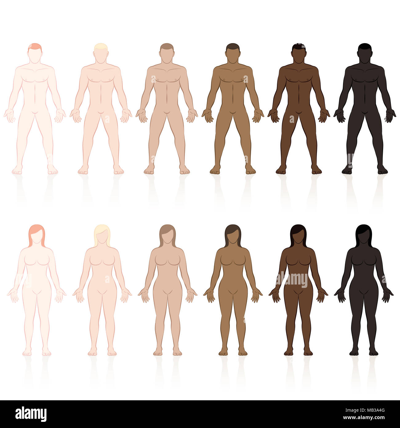 Les organes mâles et femelles avec différents types de peau. Très juste, équitable, moyen, olive, brun et noir. Vector illustration isolé sur fond blanc. Banque D'Images