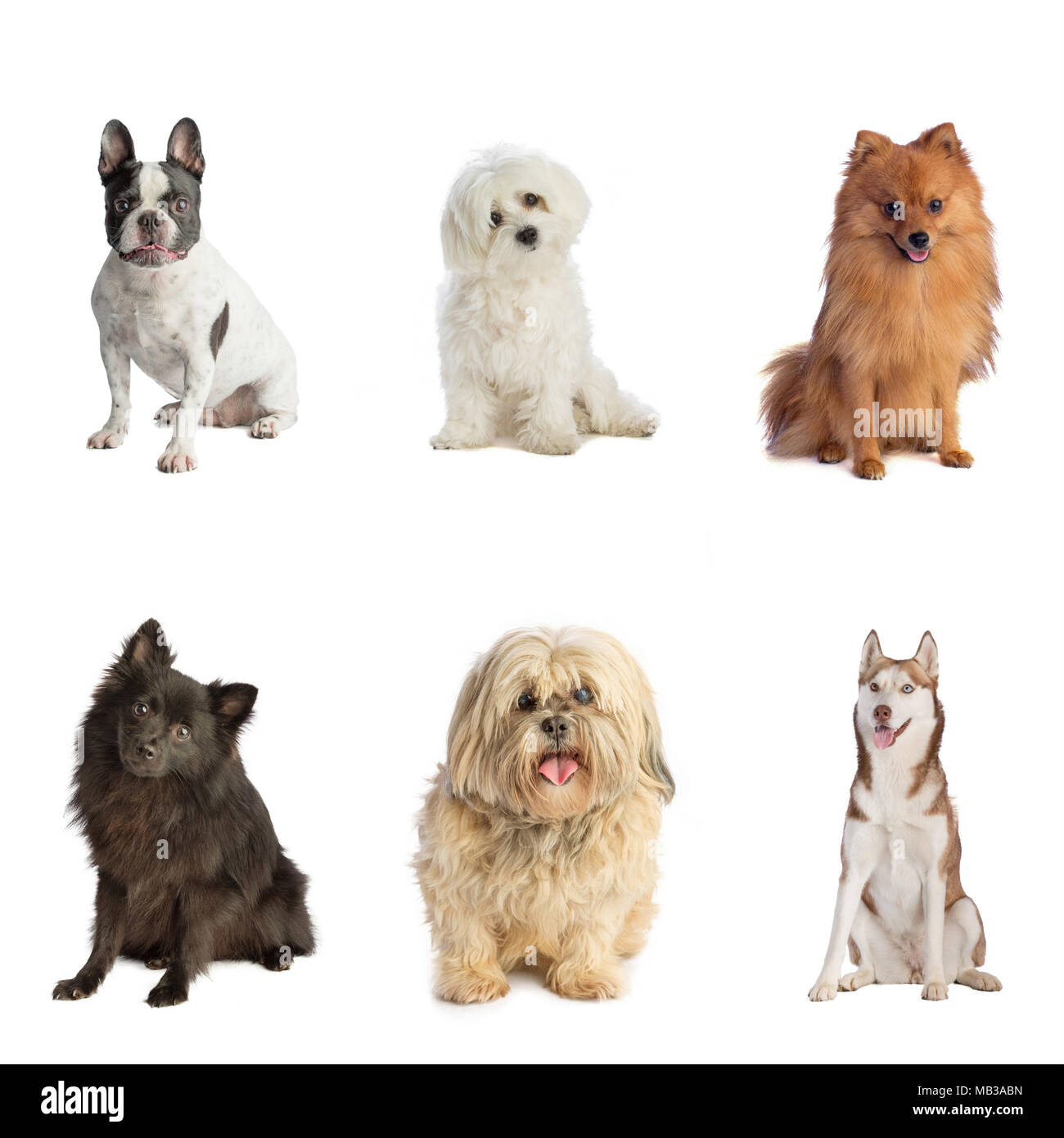 Six chiens Pomeranian, implantation, Lhasa Apso, Husky, Bouldogue, Bichon Banque D'Images
