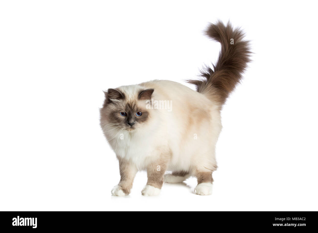 Joli Chat Sacré De Birmanie Sur Fond Blanc Banque Dimages