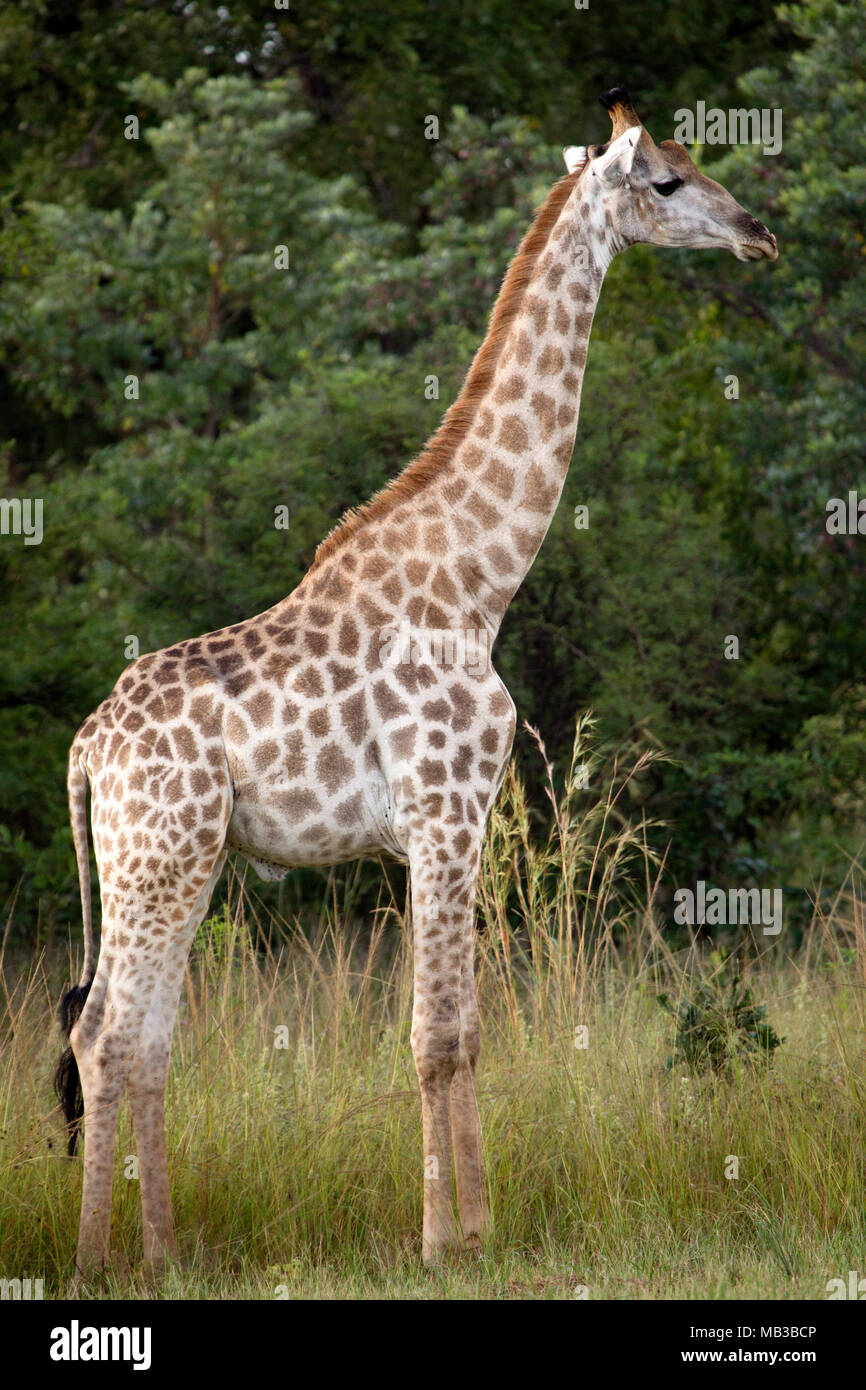 Girafe vu au cours d'une partie de route de Pamuzinda Safari Lodge, près de Harare, Zimbabwe. Le bateau Safari Lodge est situé dans un parc de jeu par le Seruwi River. Banque D'Images