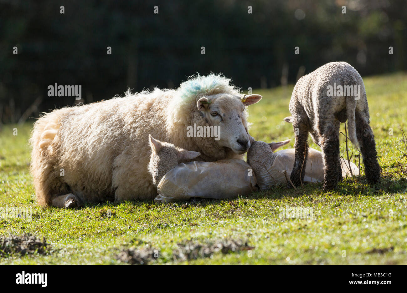 Mère avec les agneaux nouveau-nés dans le champ des agriculteurs Banque D'Images