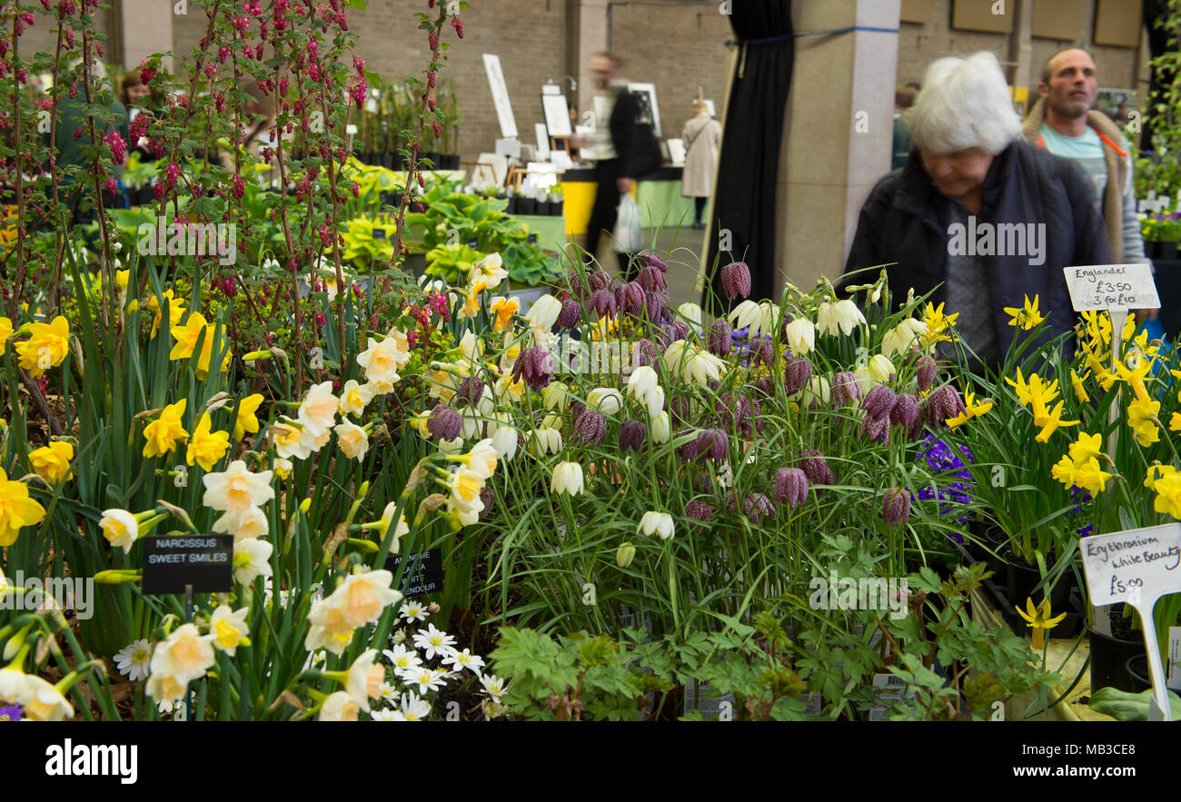 Westminster, London, UK. 5 avril 2018. RHS London Orchid Show et usine de ressorts Fair au Royal Horticultural Halls. Credit : Malcolm Park/Alamy. Banque D'Images