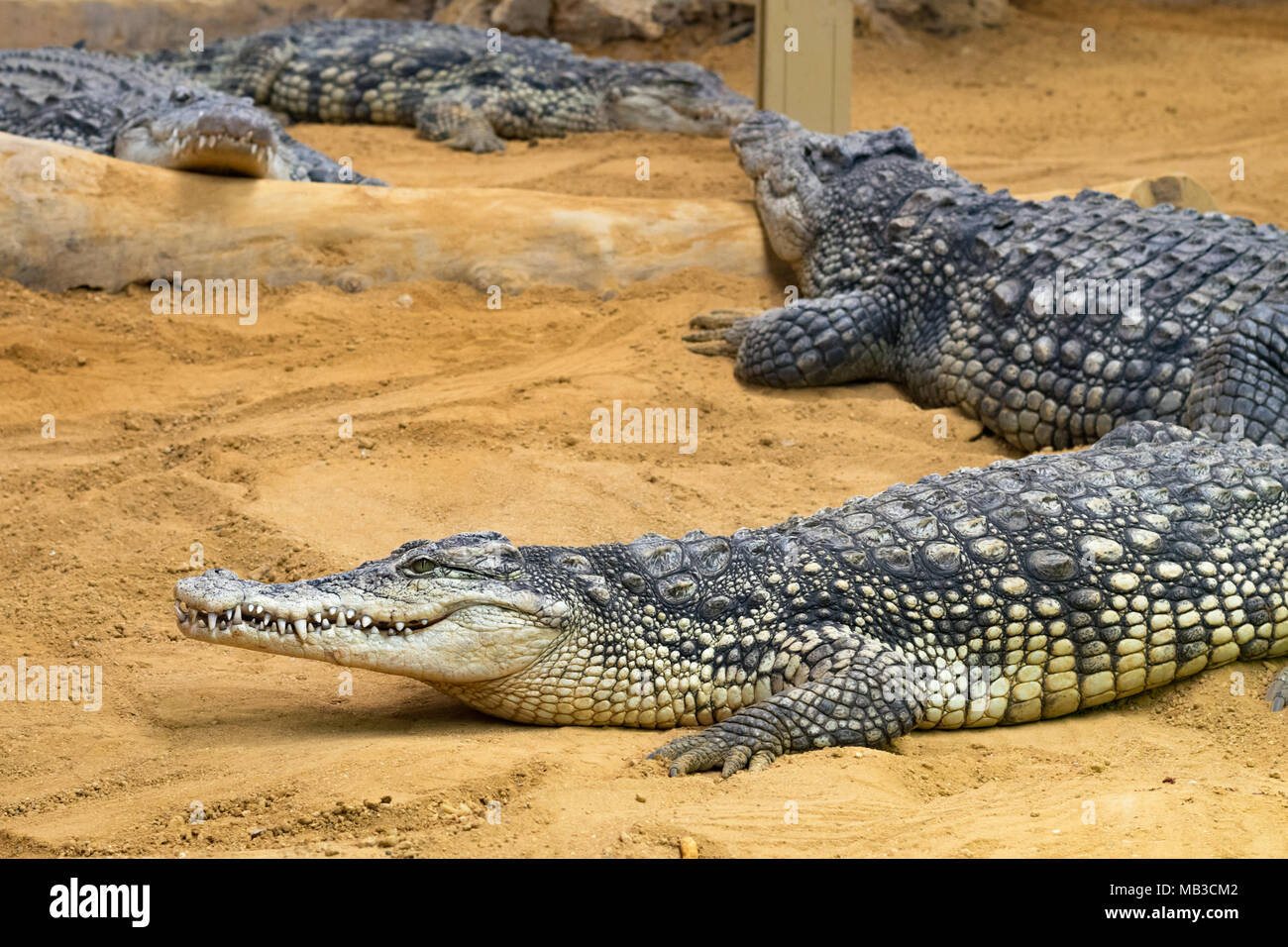 Les crocodiles se reposant à watchfully Biopark Faunia, Madrid Banque D'Images