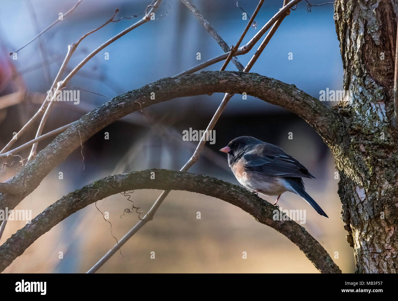 Dark eyed Junco pris dans l'arrière de la maison sur un jour au début du printemps dans le sud de Central Wisconsin Banque D'Images