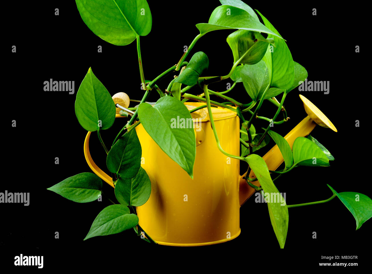 Les plantes vertes se développer à partir d'un arrosoir jaune. Contre le noir isolé Banque D'Images