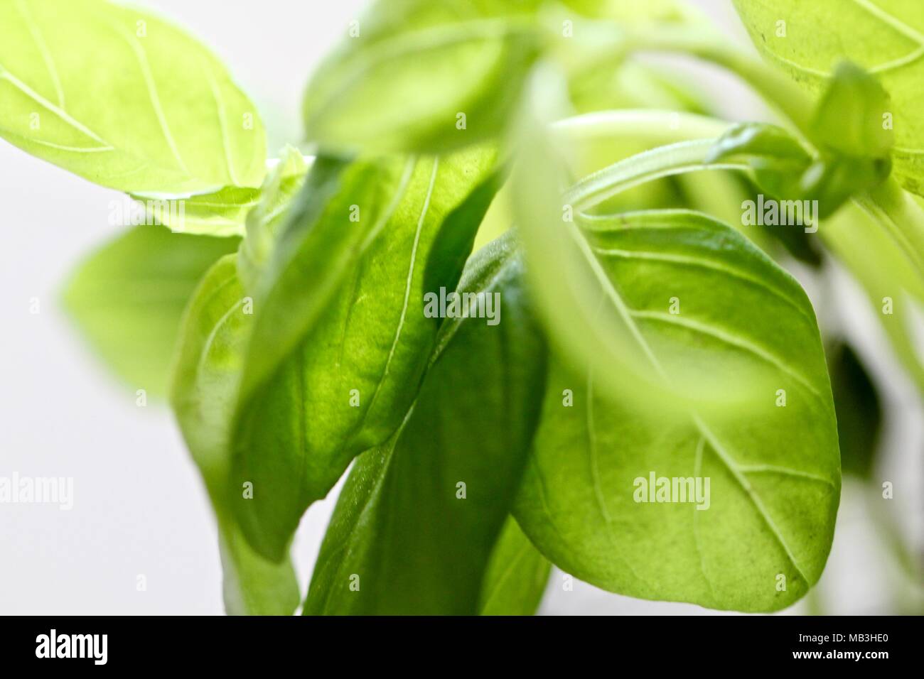 Les feuilles de basilic Close Up Banque D'Images