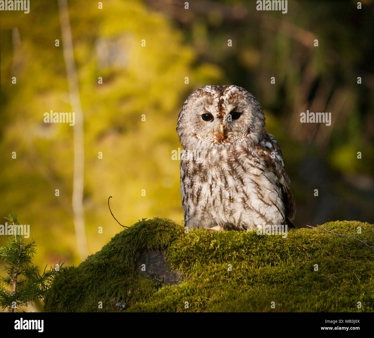 Strix Aluco enr - portrait de Chouette hulotte assis sur la mousse dans la forêt Banque D'Images