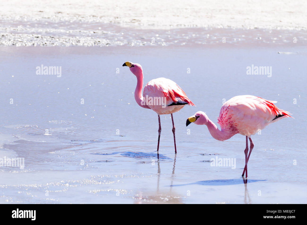 Laguna Hedionda flamants, la Bolivie. La faune andine. Lagune bolivienne Banque D'Images