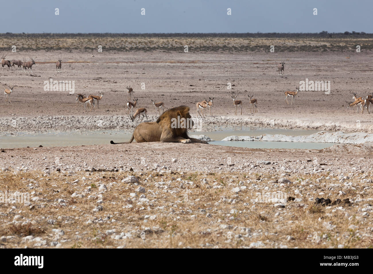 Les Lions à l'Etosha National Park, Namibie Banque D'Images