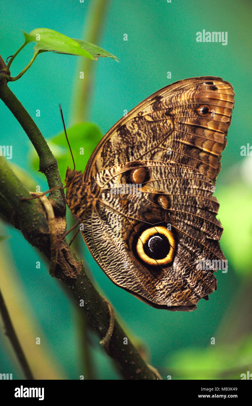 Caligo eurilochus, le géant des forêts d'Amérique, est un hibou papillon, se dresse au sommet d'une succursale. Banque D'Images