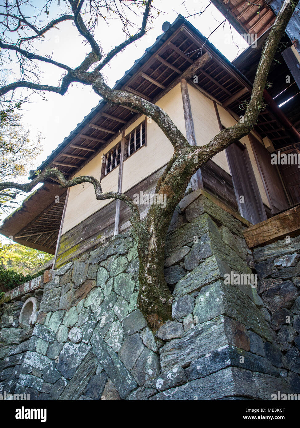 Un arbre vivant se développe à partir du mur de pierre à l'entrée de Garyu, Garyū Sansō-dans, Ozu, Ehime, Shikoku, Japon Banque D'Images