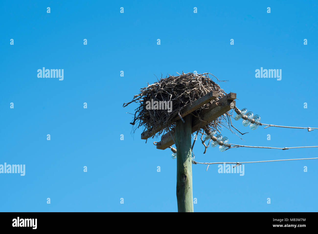 L'Osprey (Pandion haliaetus cristatus) nichent sur le haut d'un poteau d'électricité. L'Osprey est aka Sea Hawk, rivière hawk hawk ou le poisson. Banque D'Images