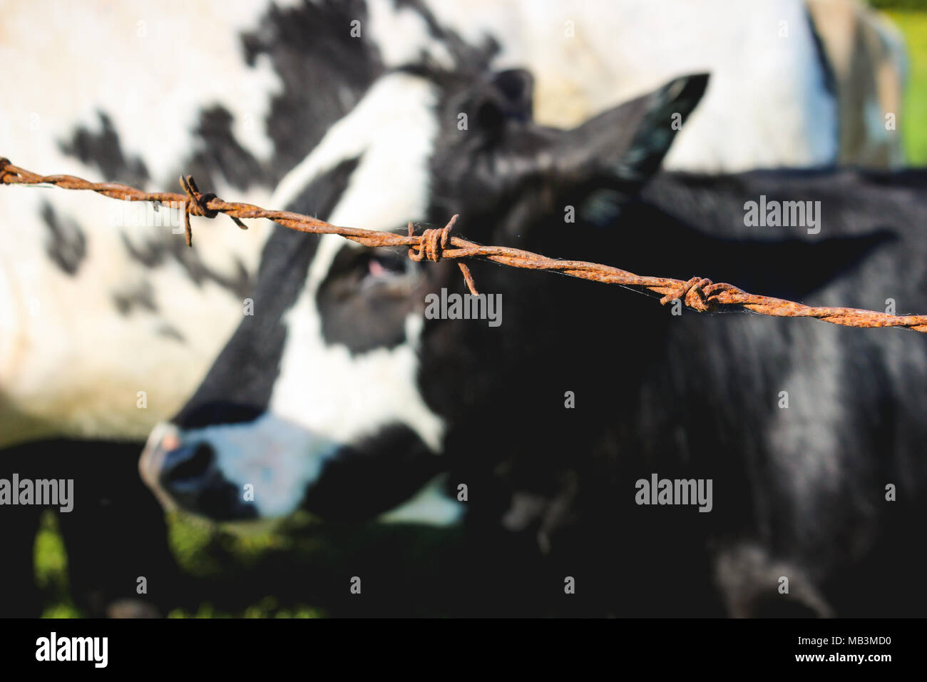 À partir de la vache laitière behined barbelés Banque D'Images