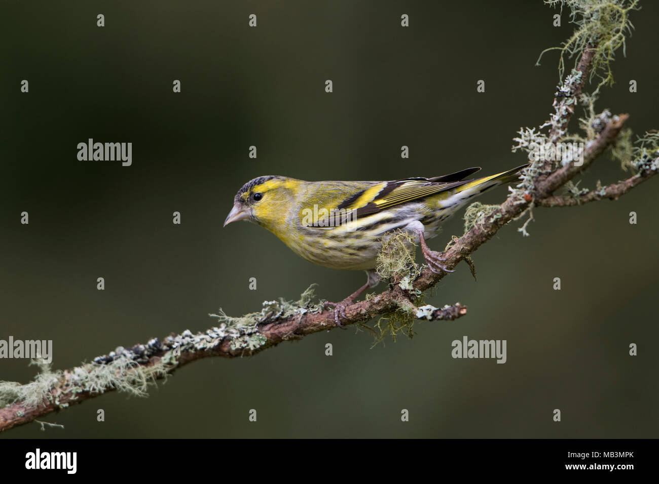 Un Tarin des pins (Carduelis spinus) perchés sur des rameaux couverts de lichen isolés contre l'arrière-plan, Kildary, Ecosse, Royaume-Uni Banque D'Images