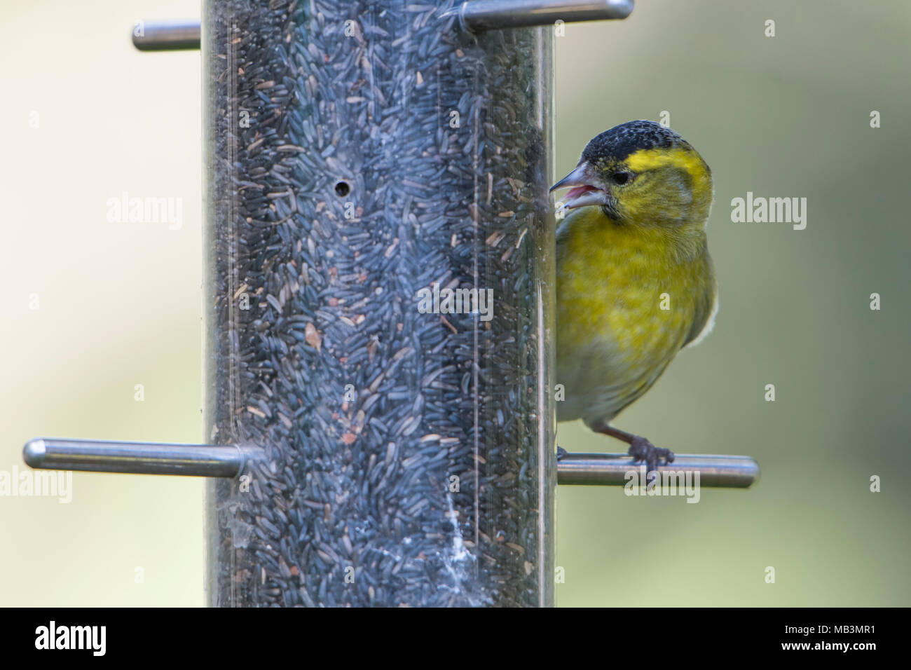 Un mâle Tarin des pins (Carduelis spinus) perché sur une mangeoire pour oiseaux de manger les graines de niger. Jardin, Kildary, Ecosse, Royaume-Uni Banque D'Images