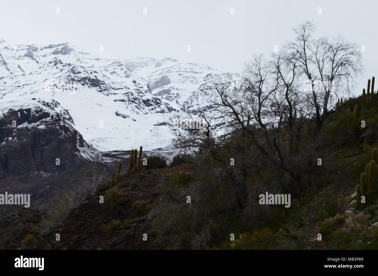 Río Blanco Réserve nationale, le centre du Chili, une grande biodiversité dans la vallée de Los Andes Banque D'Images