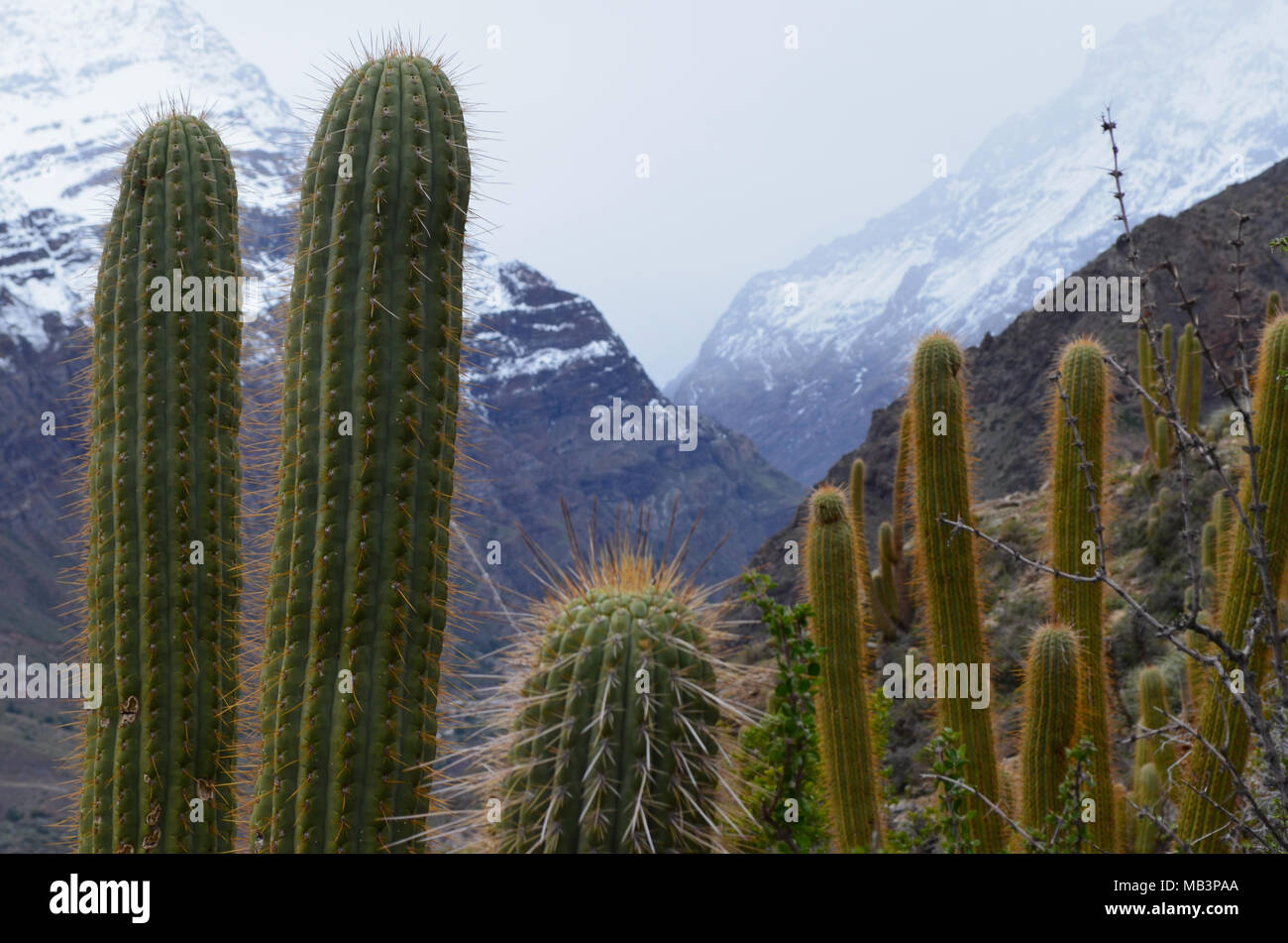 Cactus dans Río Blanco Réserve nationale, le centre du Chili, une grande biodiversité dans la vallée de Los Andes Banque D'Images