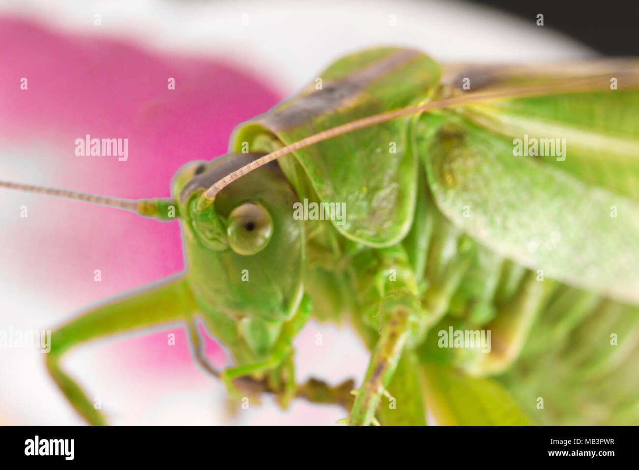 Grande sauterelle verte se cache dans le jardin de fleurs Banque D'Images