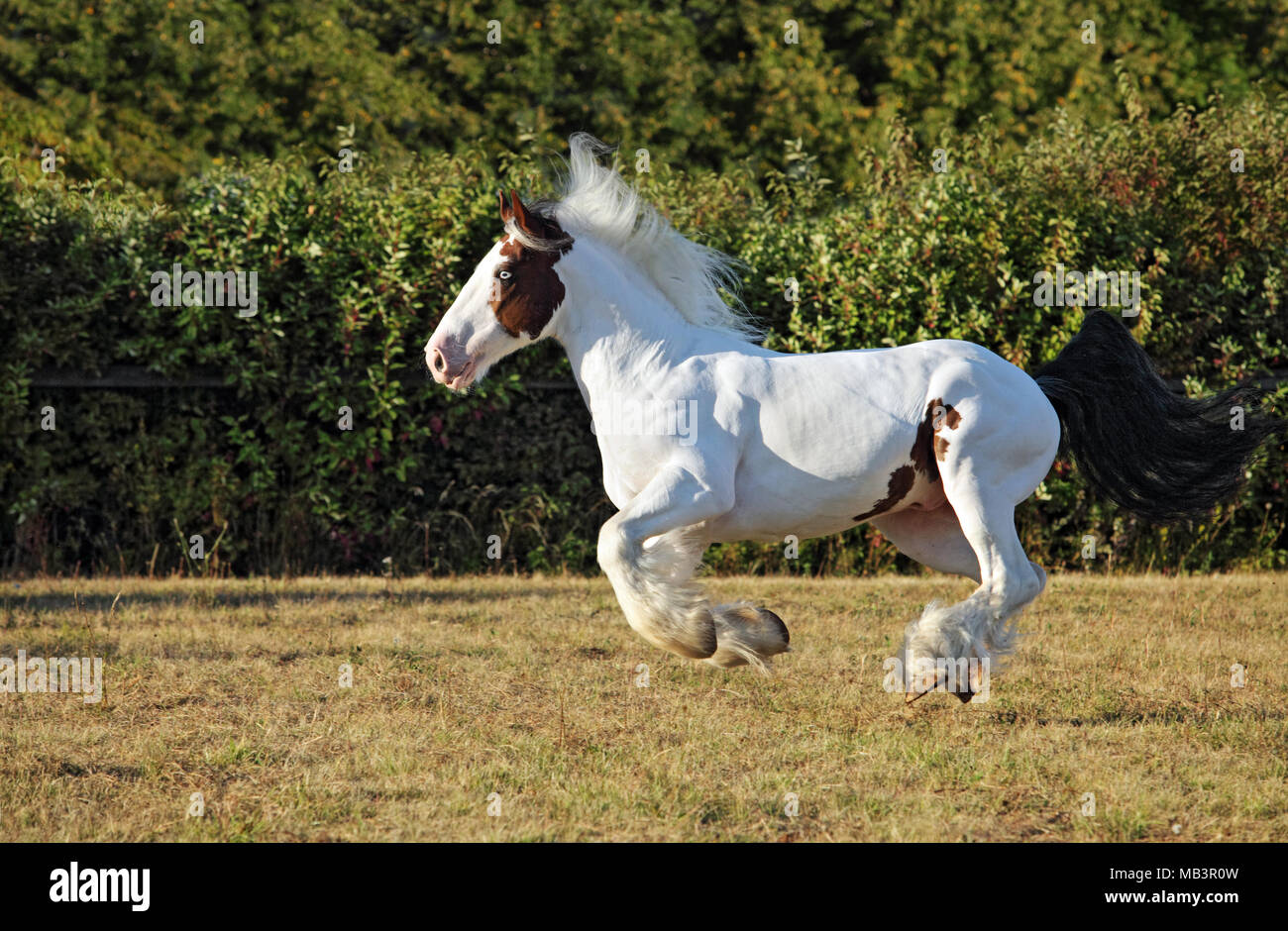 Gypsy Vanner Horse stallion gallop court à travers prairie Banque D'Images