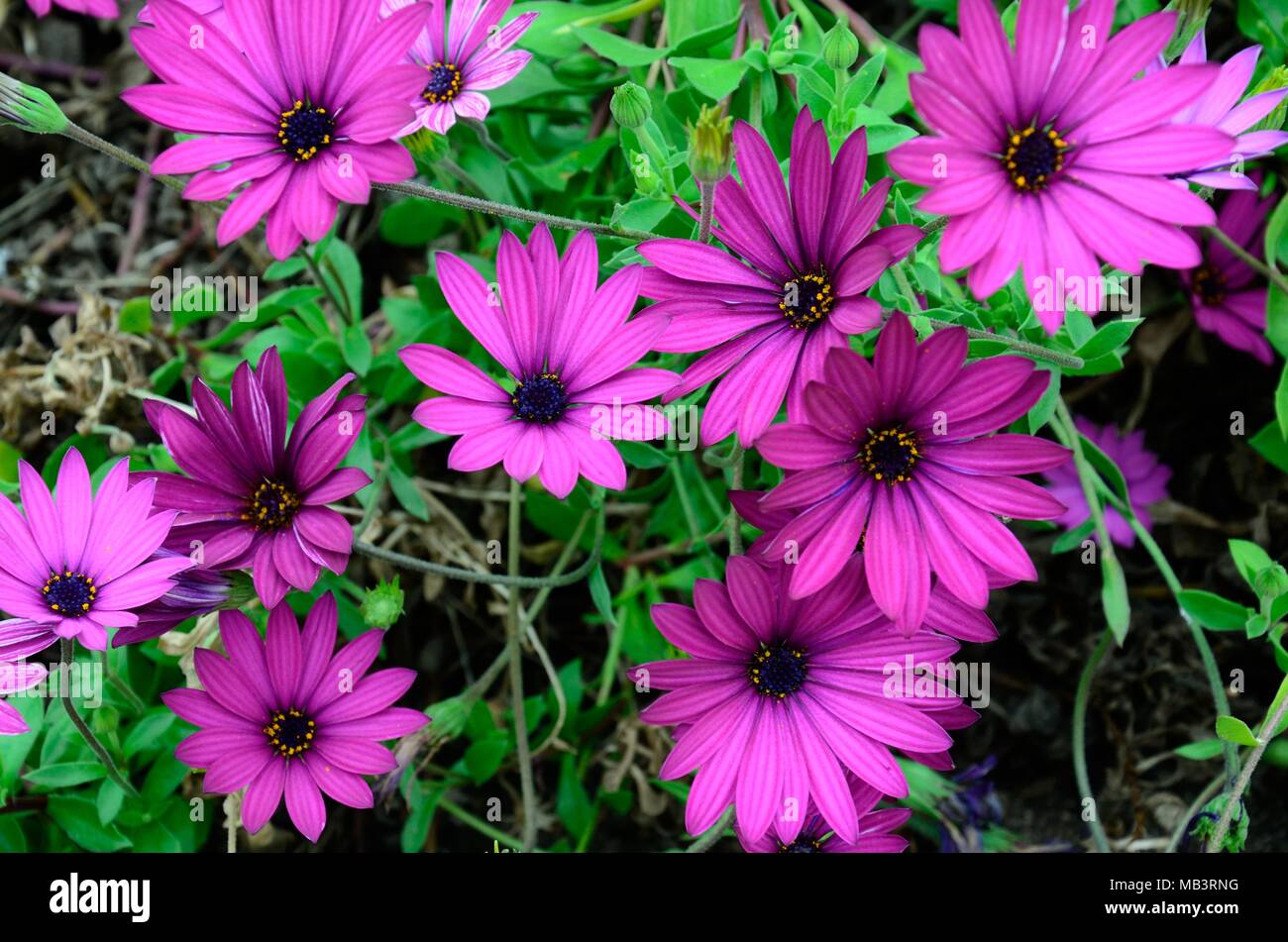 L'Afrique de l'Osteospermum ecklonis Cape daisy marigold fleurs violettes Banque D'Images L'Afrique de l'Osteospermum ecklonis Cape daisy marigold fleurs violettes Banque D'Images