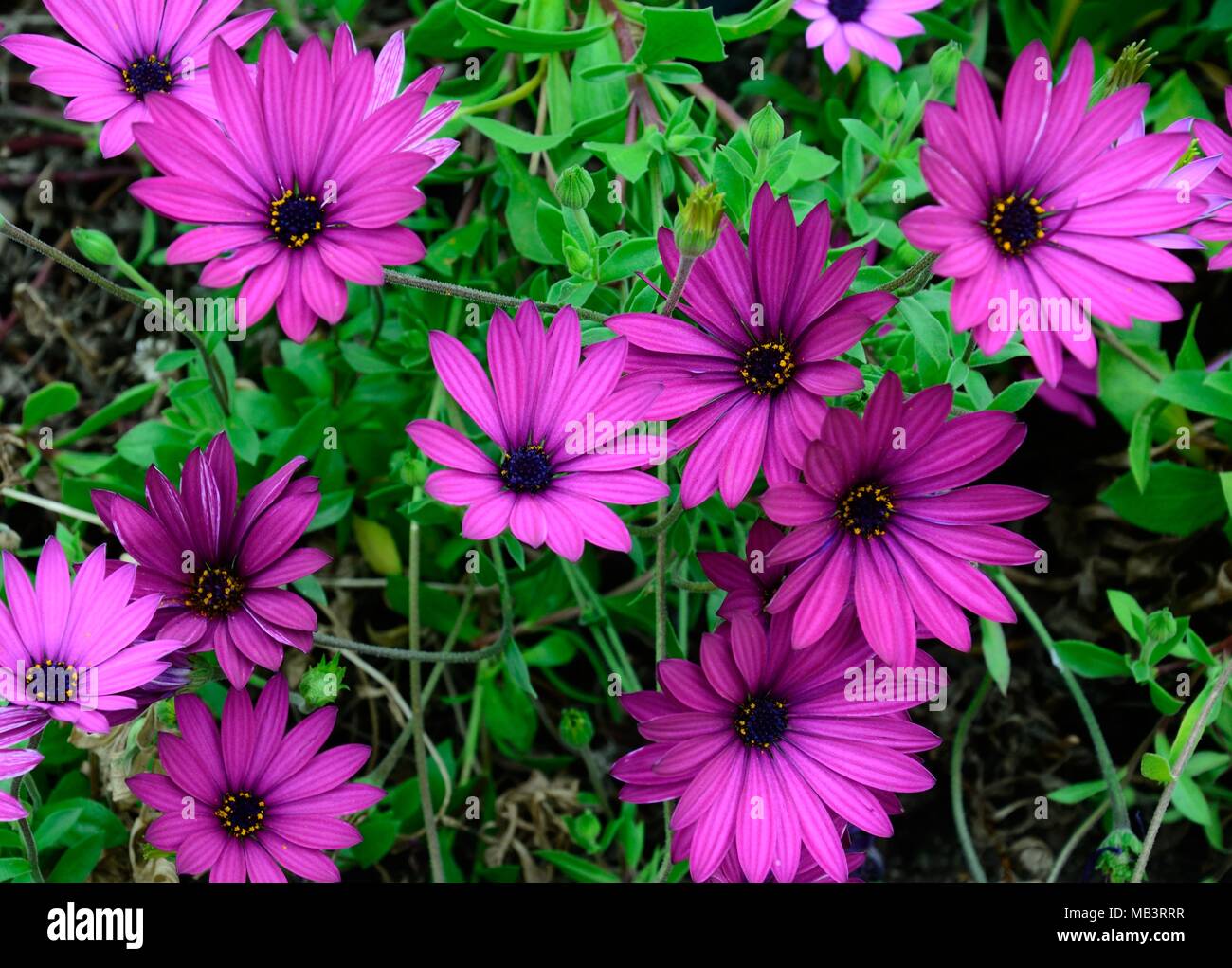 L'Afrique de l'Osteospermum ecklonis Cape daisy marigold fleurs violettes Banque D'Images L'Afrique de l'Osteospermum ecklonis Cape daisy marigold fleurs violettes Banque D'Images