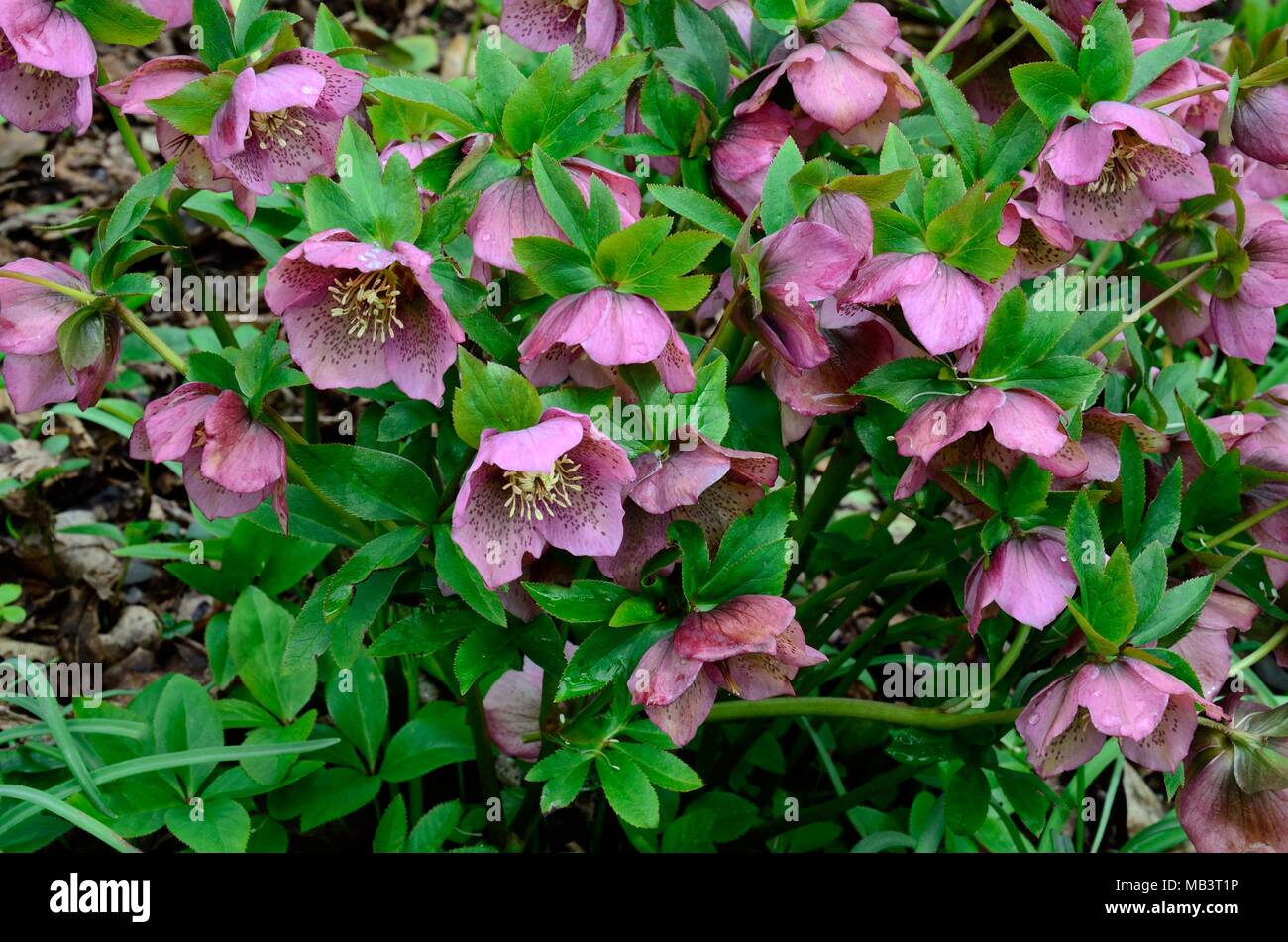 Helleborus orientalis Lenten Rose rose de Noël de graines hellébores fleurs Banque D'Images