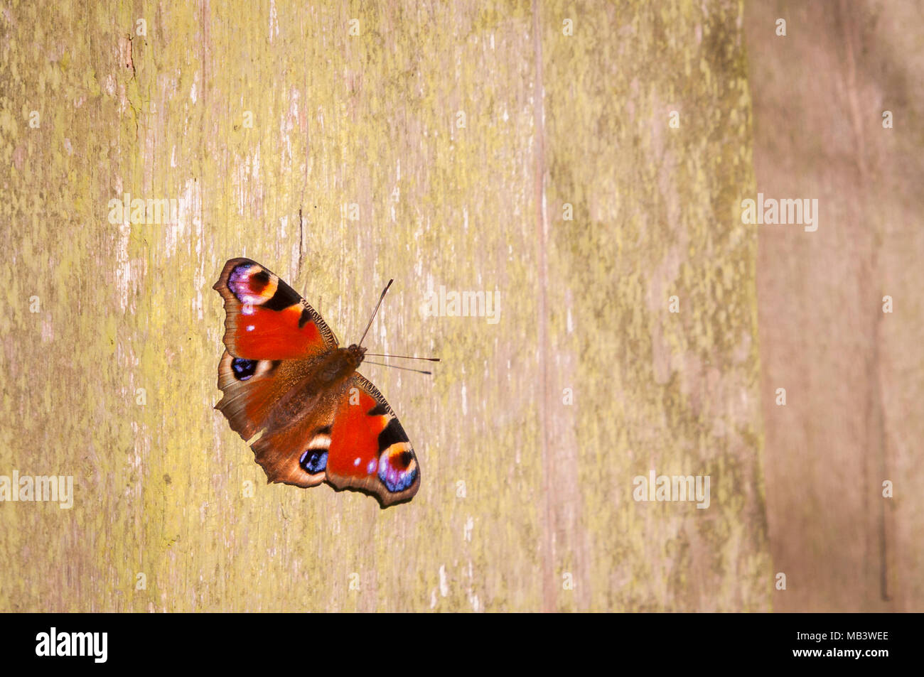 Peacock Butterfly, Aglais io, reposant sur une chaude après-midi de printemps sur une clôture en bois, Fairburn Ings Réserve Naturelle, Yorkshire, Angleterre. 14 avril 2014. Banque D'Images
