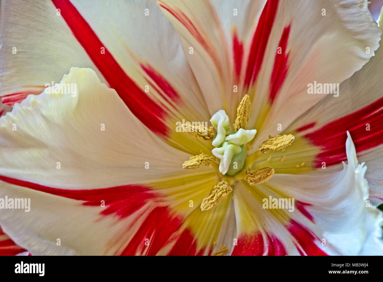 Les chambres lumineuses de l'ivoire et des flammes rouges fleurs du printemps fleurs d'Tulip Happy Generation cultivés dans le Royaume-Uni comme une plante. Banque D'Images Les chambres lumineuses de l'ivoire et des flammes rouges fleurs du printemps fleurs d'Tulip Happy Generation cultivés dans le Royaume-Uni comme une plante. Banque D'Images