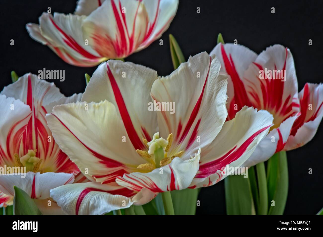 Les chambres lumineuses de l'ivoire et des flammes rouges fleurs du printemps fleurs d'Tulip Happy Generation cultivés dans le Royaume-Uni comme une plante. Banque D'Images Les chambres lumineuses de l'ivoire et des flammes rouges fleurs du printemps fleurs d'Tulip Happy Generation cultivés dans le Royaume-Uni comme une plante. Banque D'Images