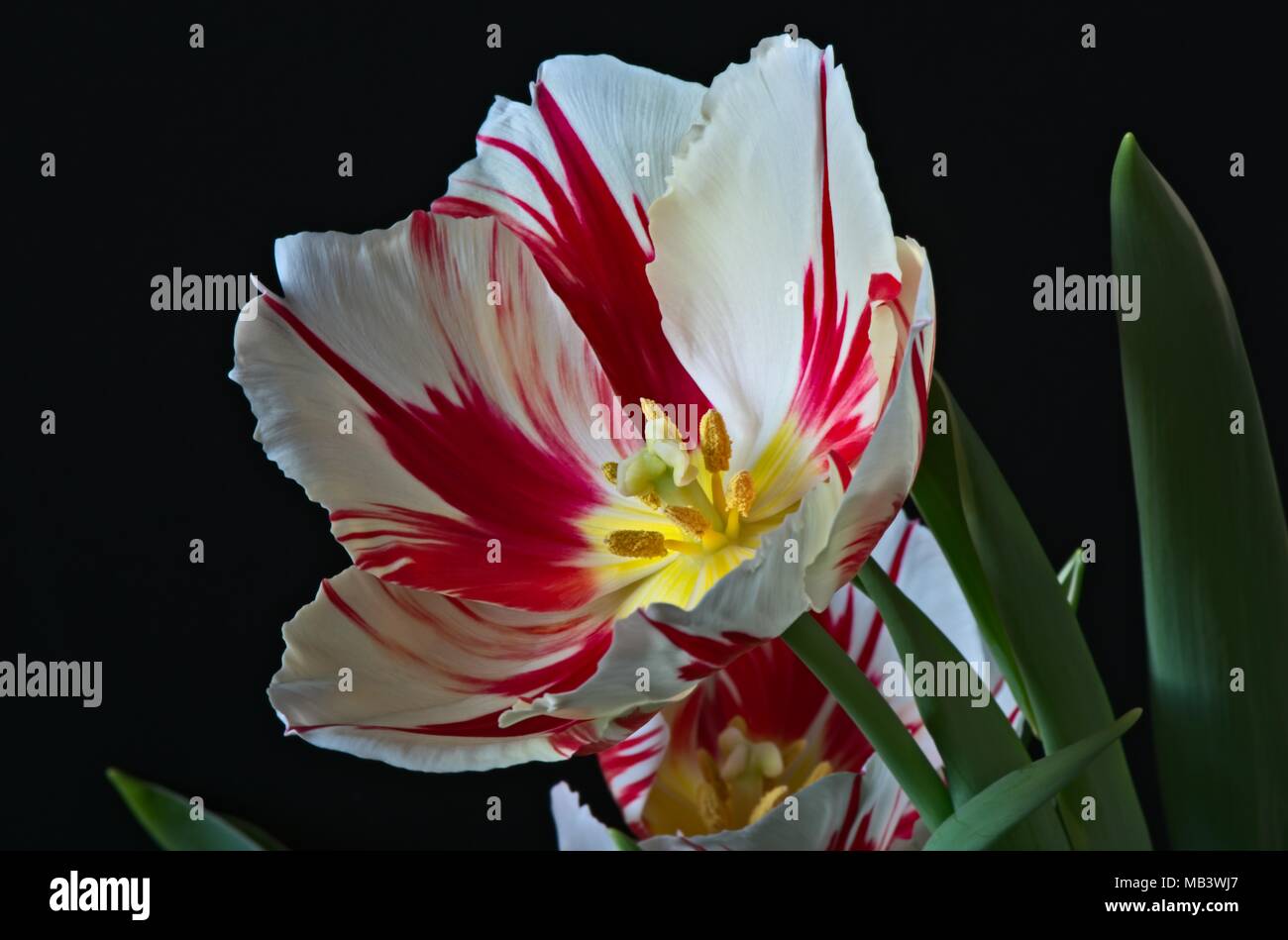 Les chambres lumineuses de l'ivoire et des flammes rouges fleurs du printemps fleurs d'Tulip Happy Generation cultivés dans le Royaume-Uni comme une plante. Banque D'Images Les chambres lumineuses de l'ivoire et des flammes rouges fleurs du printemps fleurs d'Tulip Happy Generation cultivés dans le Royaume-Uni comme une plante. Banque D'Images