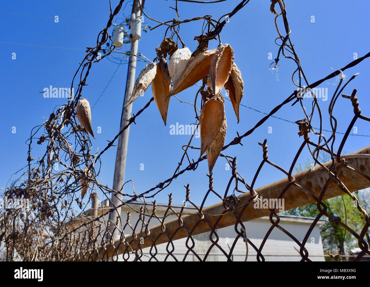Les coupelles de semences d'une vigne d'asclépiade suspendu par une clôture en fil barbelé. Banque D'Images
