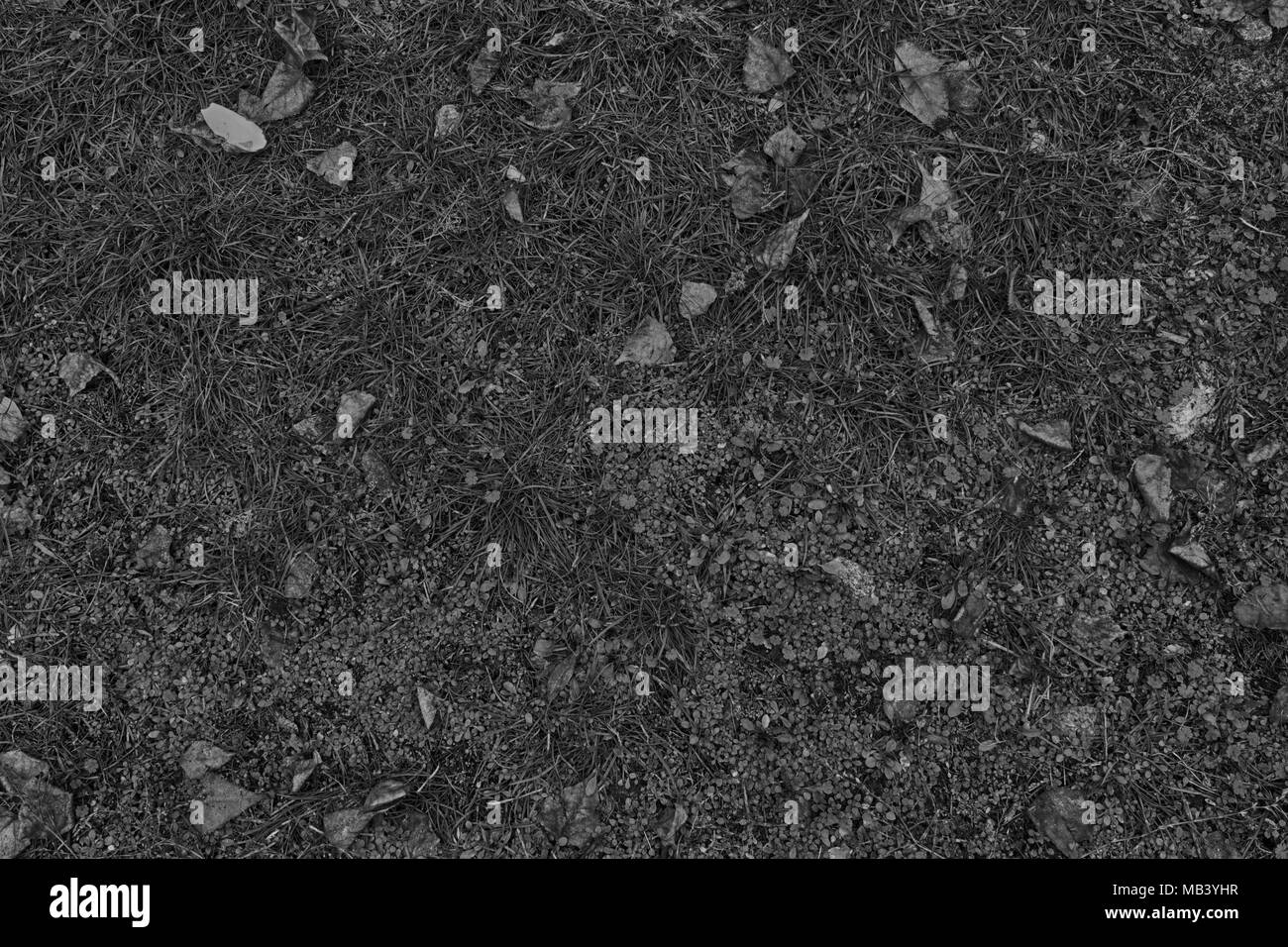 Automne feuilles sur l'herbe verte, champ de vue de dessus, automne fond Banque D'Images Automne feuilles sur l'herbe verte, champ de vue de dessus, automne fond Banque D'Images