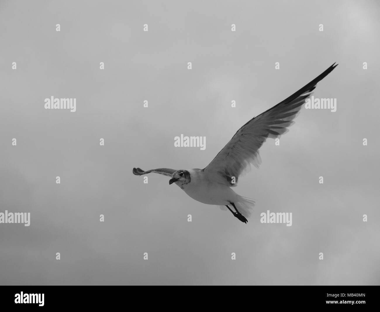 Mouettes sur la plage en été à la NJ shore Banque D'Images