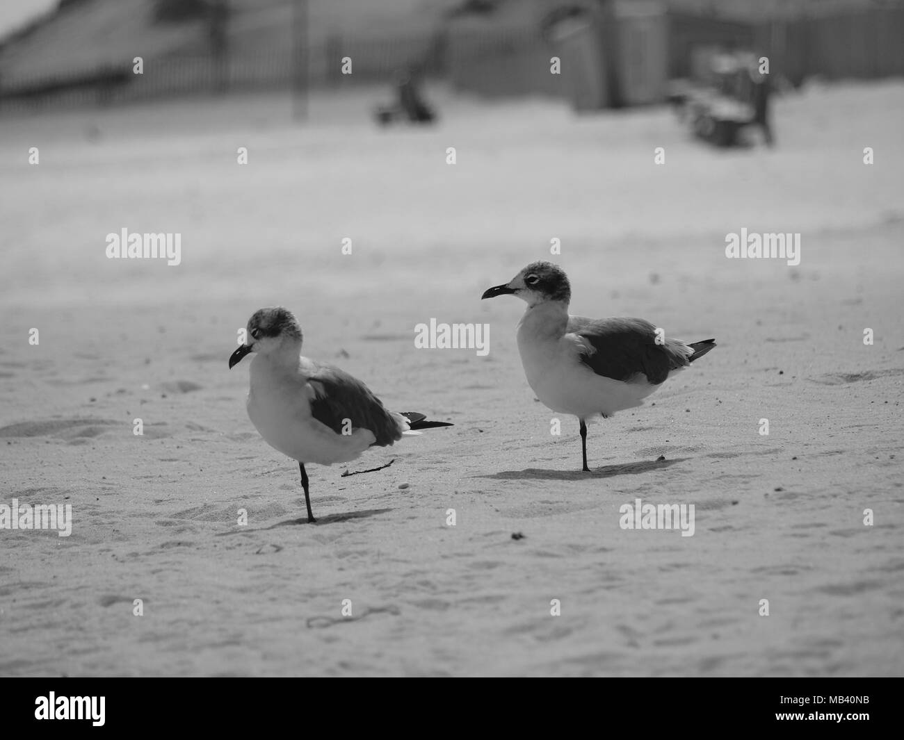 Mouettes sur la plage en été à la NJ shore Banque D'Images