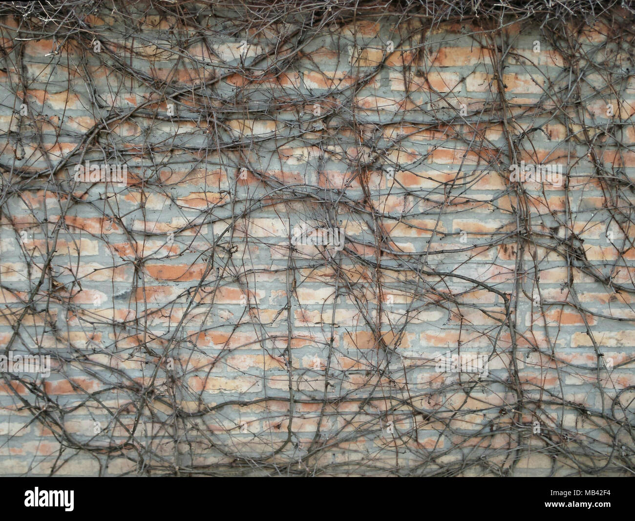 Branches sèches sans les feuilles d'Escalade sur mur de brique en hiver, comme arrière-plan pour la conception Banque D'Images