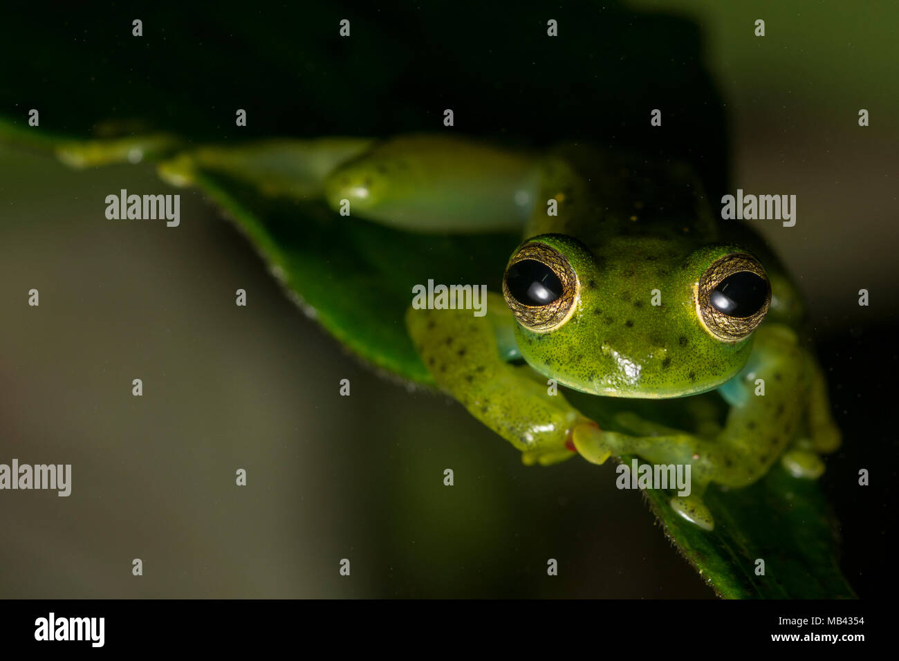 Un glassfrog Espadarana prosoblepon (Émeraude) de la forêt de nuages du sud de l'équateur, c'est l'une des plus importantes espèces de glassfrog. Banque D'Images