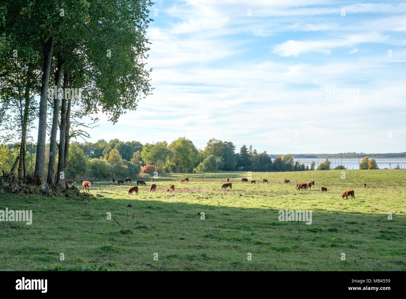 Le pâturage des vaches par le lac Hornborga dans la campagne de Västergötland au cours de l'automne en Suède Banque D'Images