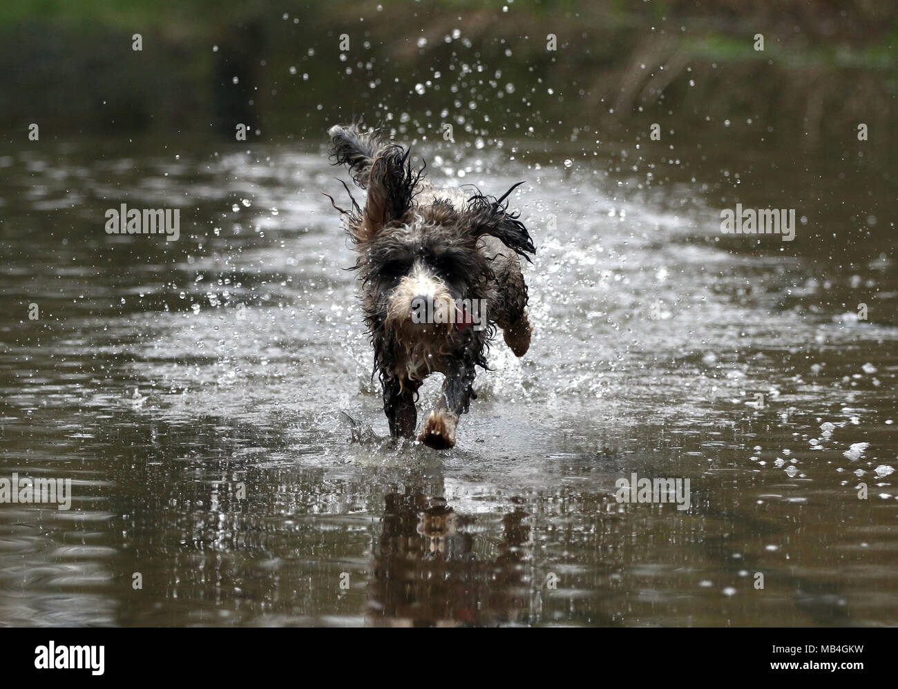 Peterborough (Cambridgeshire. 7ème Apirl 2018. Cookie le cockapoo chien va courir le long d'un chemin inondé dans Nene Park, après la rivière Nene éclater ses rives à Peterborough, Cambridgeshire, le 7 avril 2018. Crédit : Paul Marriott/Alamy Live News Banque D'Images