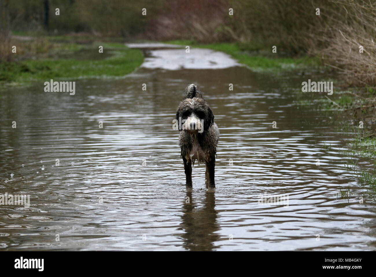 Peterborough (Cambridgeshire. 7ème Apirl 2018. Cookie le cockapoo chien va courir le long d'un chemin inondé dans Nene Park, après la rivière Nene éclater ses rives à Peterborough, Cambridgeshire, le 7 avril 2018. Crédit : Paul Marriott/Alamy Live News Banque D'Images