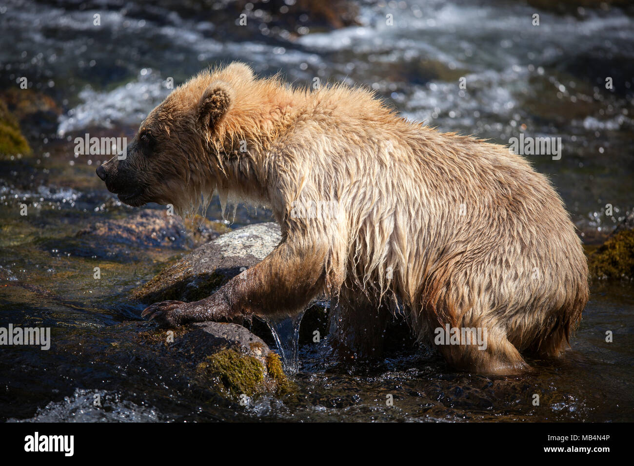 Un ourson brun yearling clameurs sur les rochers, dans les rapides le long de la rivière Brooks. Banque D'Images