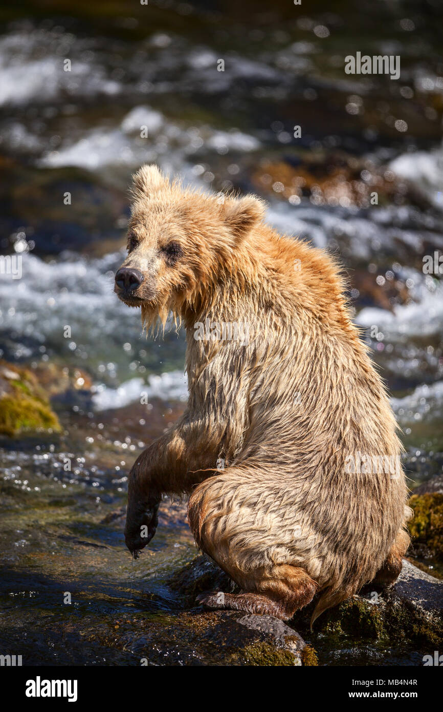 Un ours brun yearling cub repose sur quelques roches dans les rapides le long de la rivière Brooks. Banque D'Images