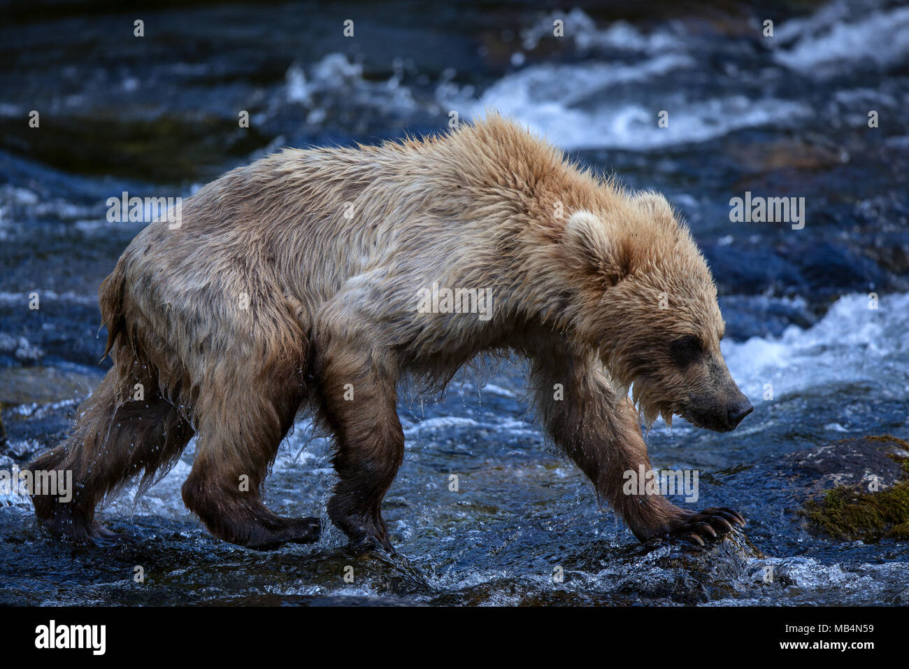 Un ourson brun yearling patauge dans les rochers dans les rapides le long de la rivière Brooks. Banque D'Images