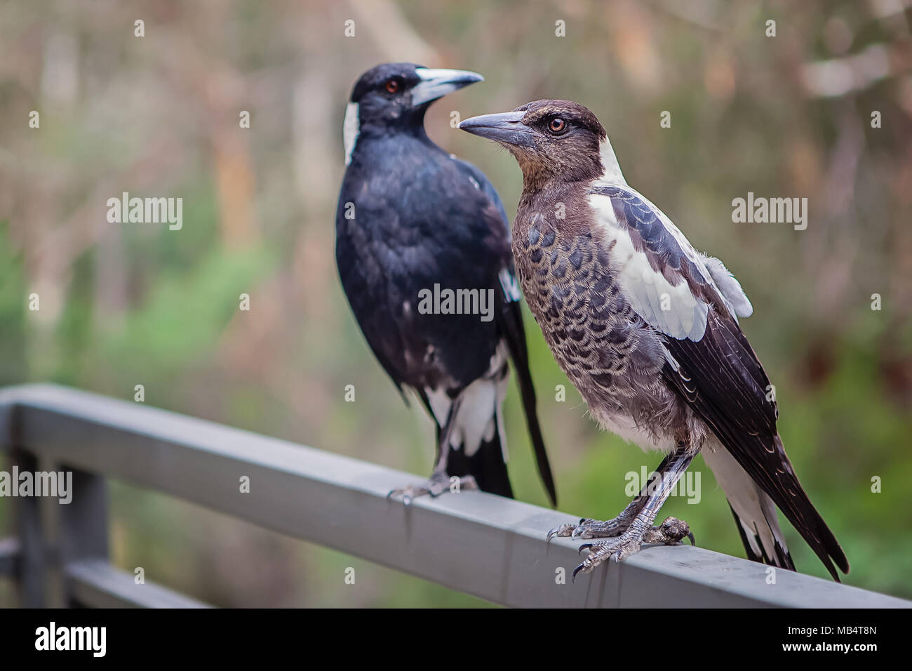 Close up adultes et de jeunes oiseaux pie un rail permanent balcon Banque D'Images
