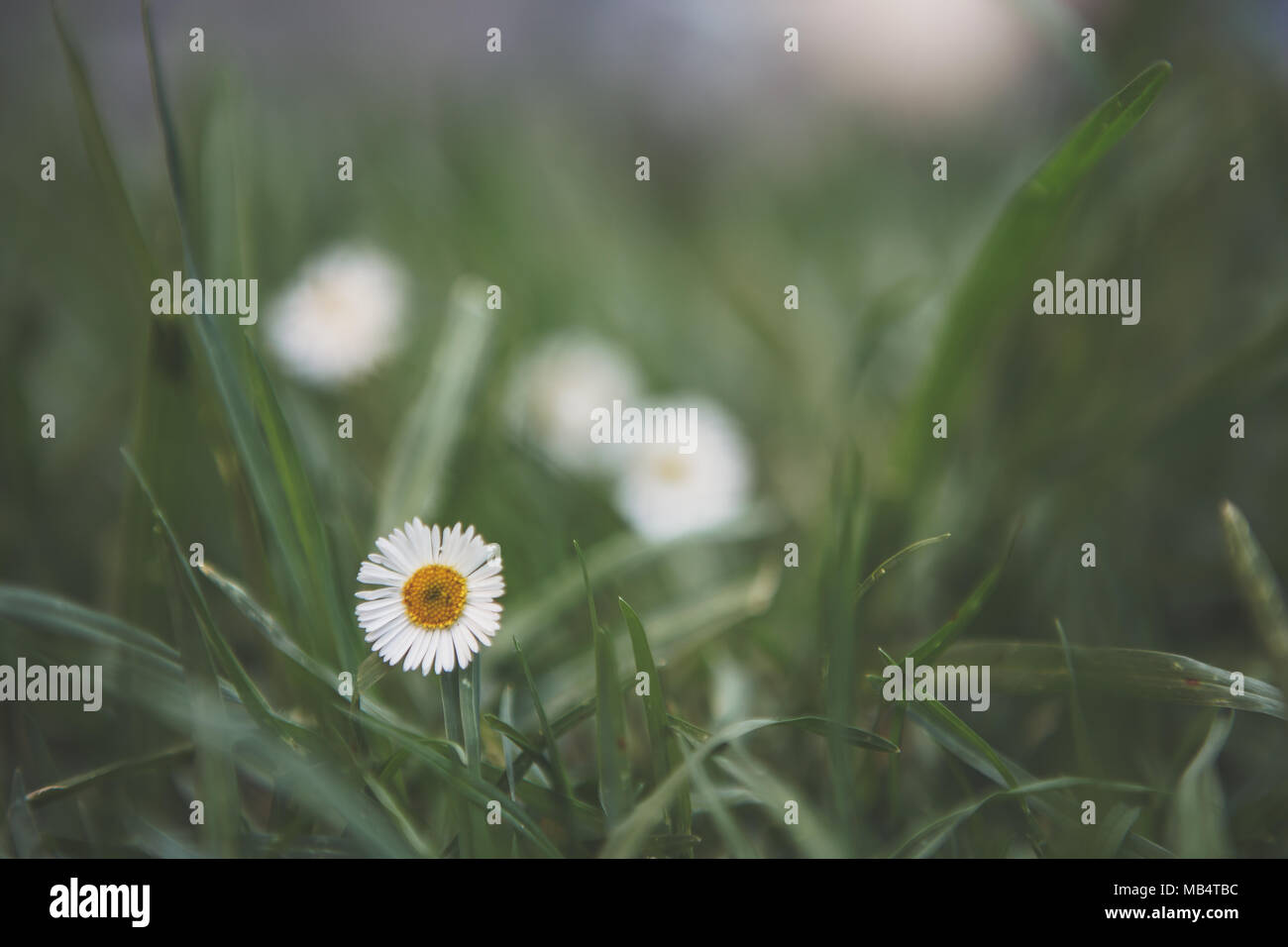 Une marguerite blanche dans l'accent dans l'herbe en premier plan avec marguerites flou en arrière-plan Banque D'Images