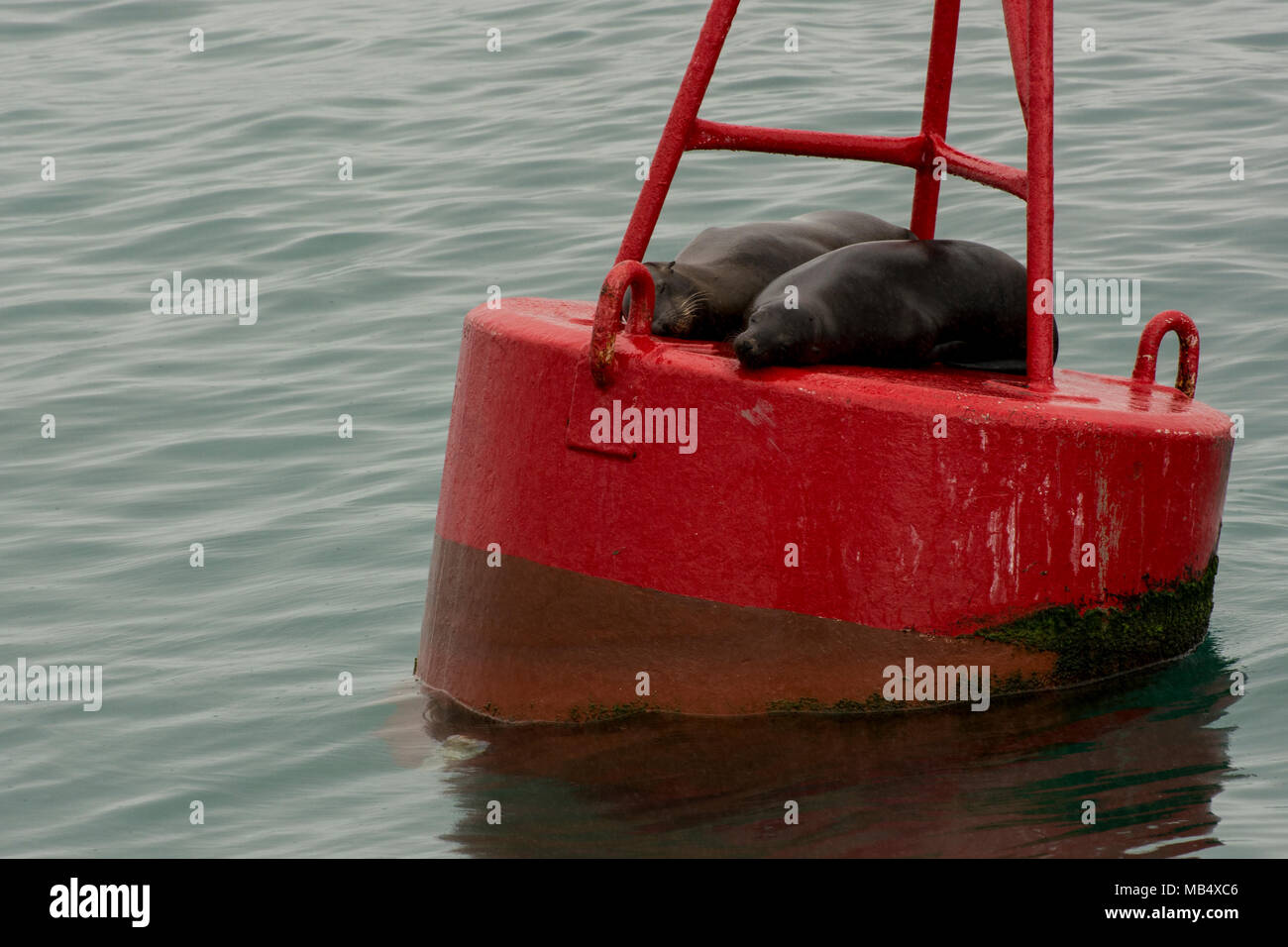 Une paire de lions de mer des Galápagos dormir sur une bouée dans l'océan au large de la côte de Santa Cruz, de l'Équateur. Banque D'Images