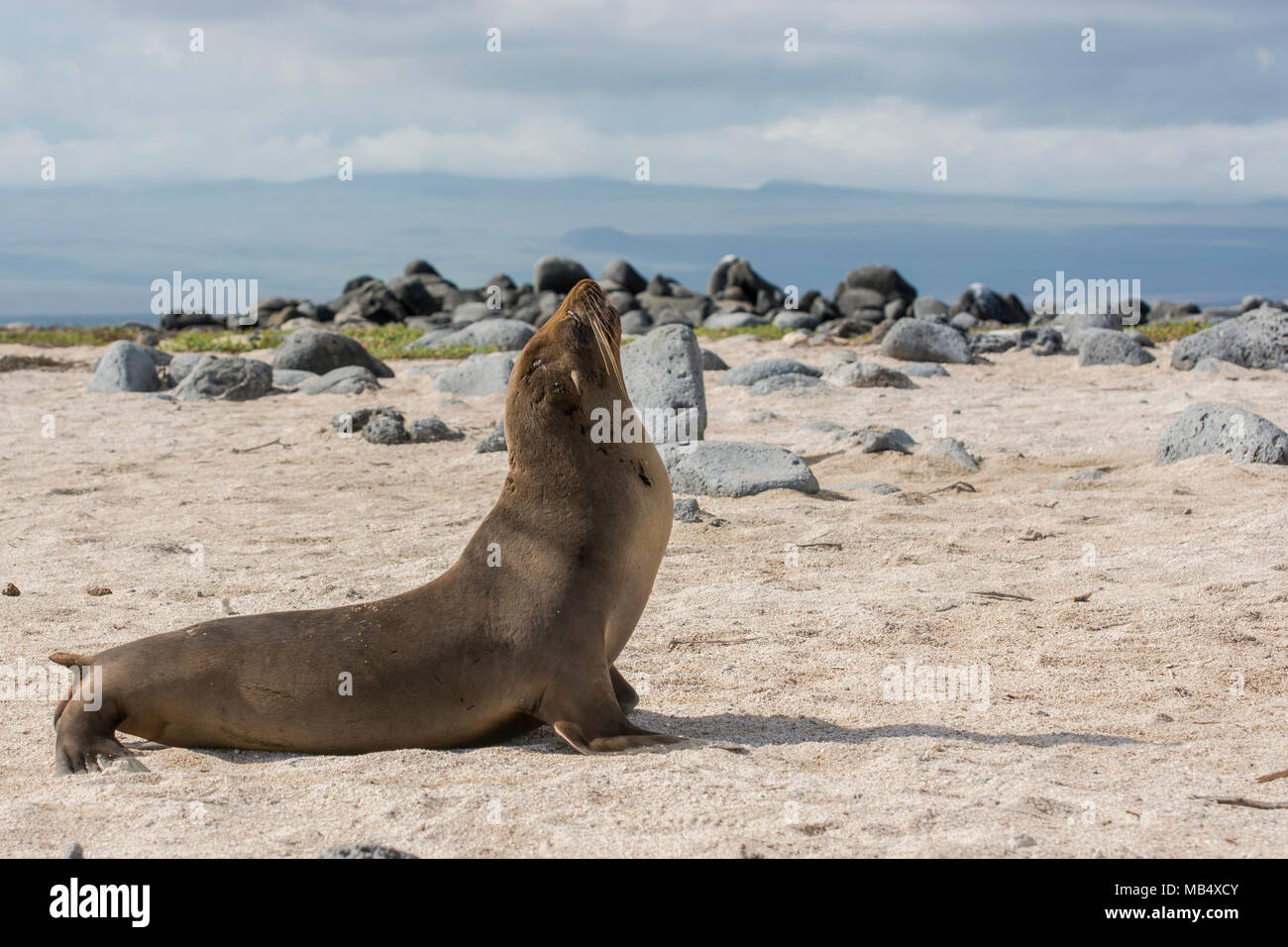 Un lion de mer des Galapagos sur l'île Seymour Nord bénéficiant d'une atmosphère détendue à dire sur la plage. Banque D'Images