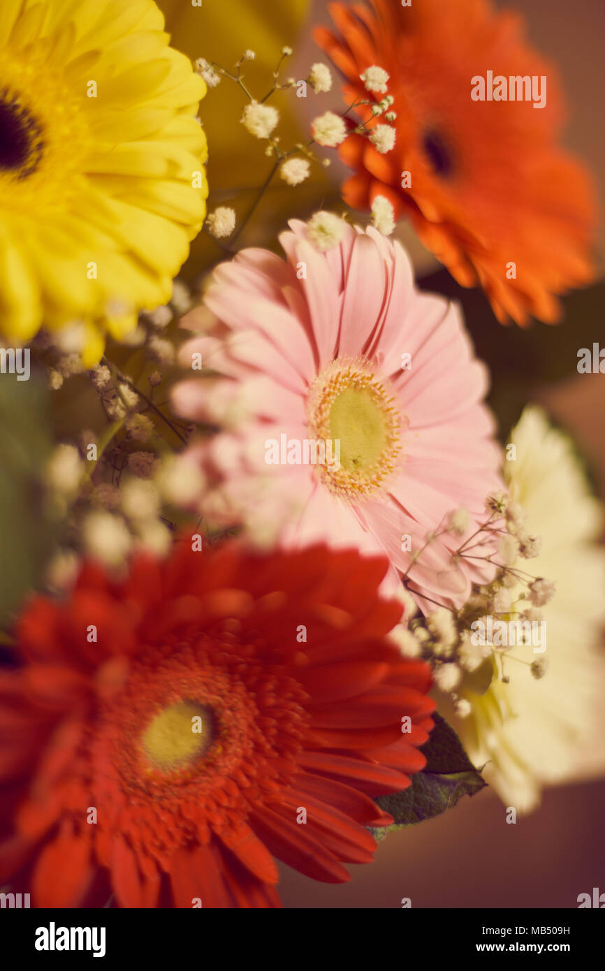 Bouquet de gerberas de couleurs différentes Banque D'Images